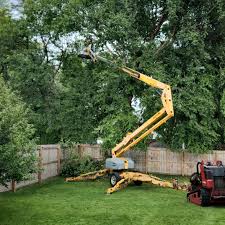 Best Emergency Tree Removal  in Blue Ridge, GA