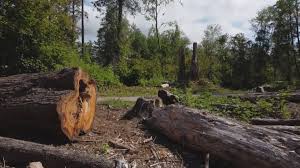Best Storm Damage Tree Cleanup  in Blue Ridge, GA