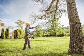 Best Tree Removal  in Blue Ridge, GA