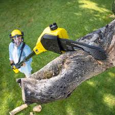 Best Firewood Processing and Delivery  in Blue Ridge, GA