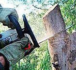 Best Tree Trimming and Pruning  in Blue Ridge, GA
