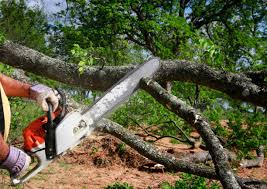 Best Palm Tree Trimming  in Blue Ridge, GA