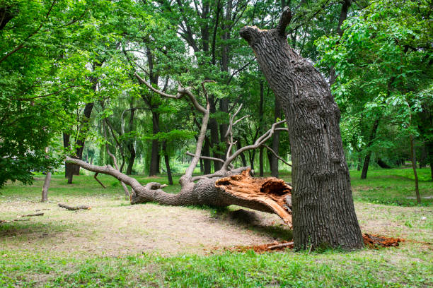 Best Tree Mulching  in Blue Ridge, GA