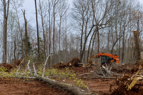 How Our Tree Care Process Works  in  Blue Ridge, GA