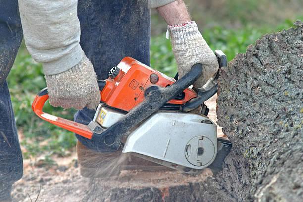 Best Tree Maintenance Programs  in Blue Ridge, GA