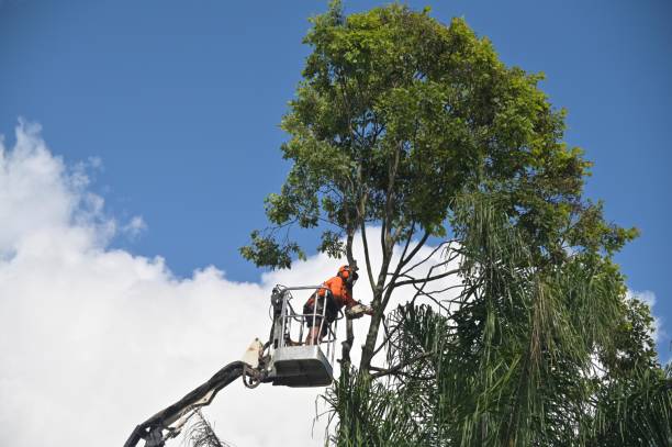 Best Tree and Shrub Care  in Blue Ridge, GA