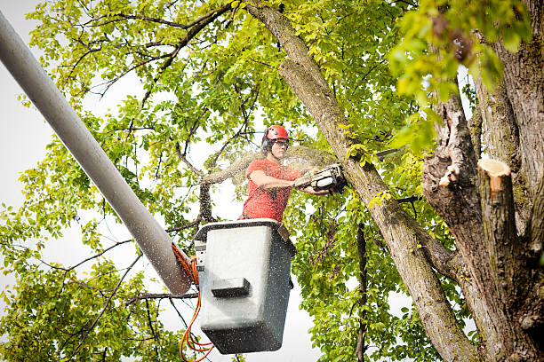 Blue Ridge, GA Tree Care Company