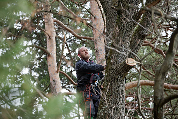 Best Hazardous Tree Removal  in Blue Ridge, GA