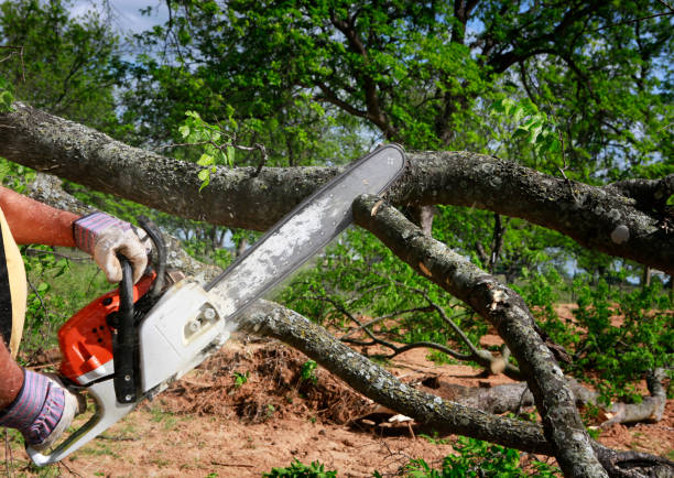 Best Tree Disease Treatment  in Blue Ridge, GA