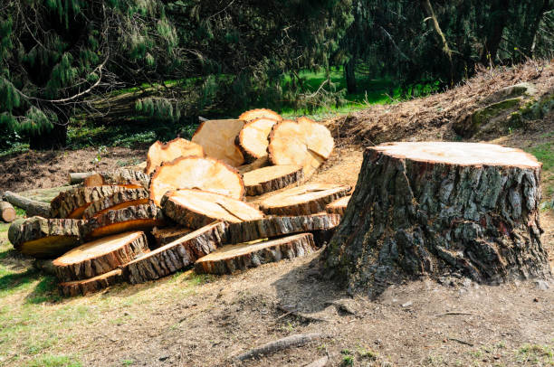 Best Tree Risk Assessment  in Blue Ridge, GA